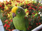 parrot-roomy